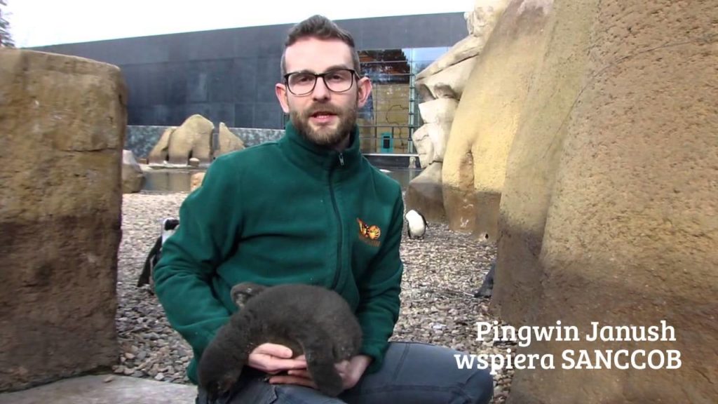 Opiekun pingwinów Paweł Borecki z pingwinem Janush w Zoo Wrocław. fot. Paweł Borecki
