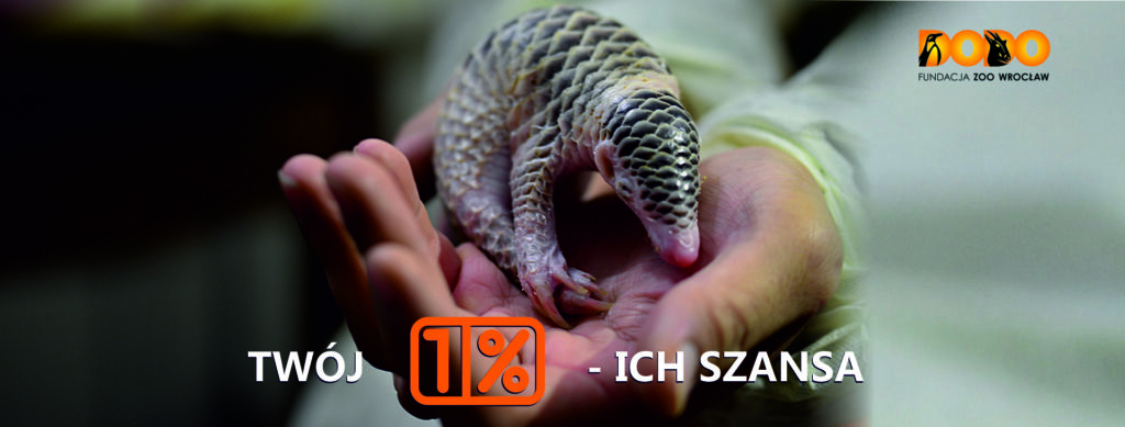 1 procent dla pangolinów