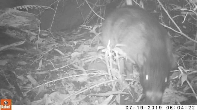 Świnia wisajska w Gawahon Eco Park w North Negros Natural Park. fot. fotopułapka Talarak Foundation Inc.