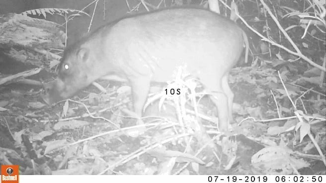 Świnia wisajska w Gawahon Eco Park w North Negros Natural Park. fot. fotopułapka Talarak Foundation Inc.