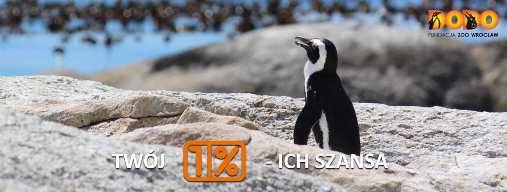 Podaruj 1% swojego podatku na ochronę pingwinów przylądkowych!