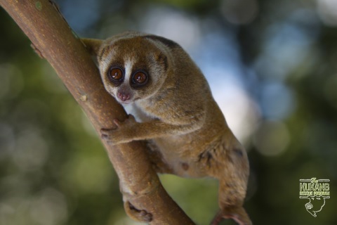 Lori kukang - Wild Run. fot. Kukang Rescue Program