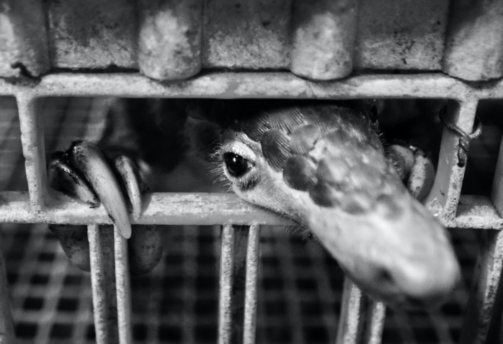 Pangolin w klatce na targu. fot. Paul Hilton