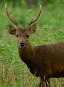 Jeleń kalamiański, byk. fot. Bim Quemado