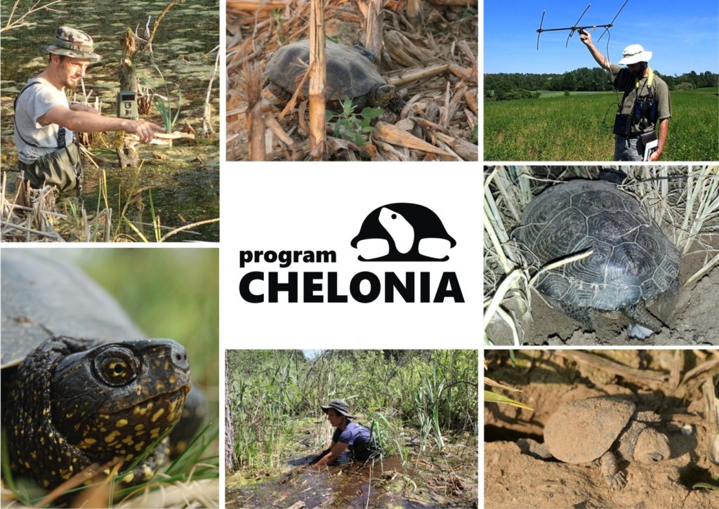 Kolaż zdjęć z Programu Chelonia PTOP Salamandra