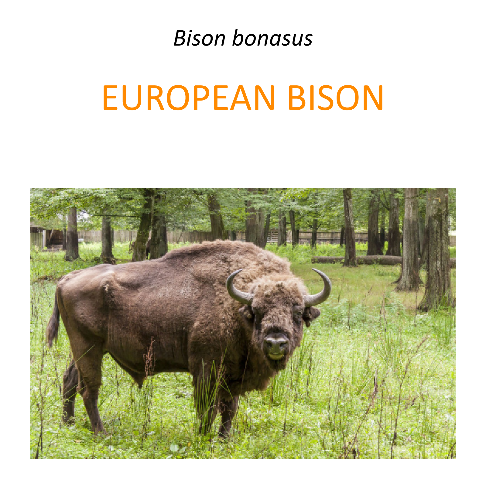 European bison conservation program