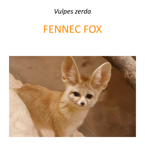 Fennec fox conservation project in North Africa