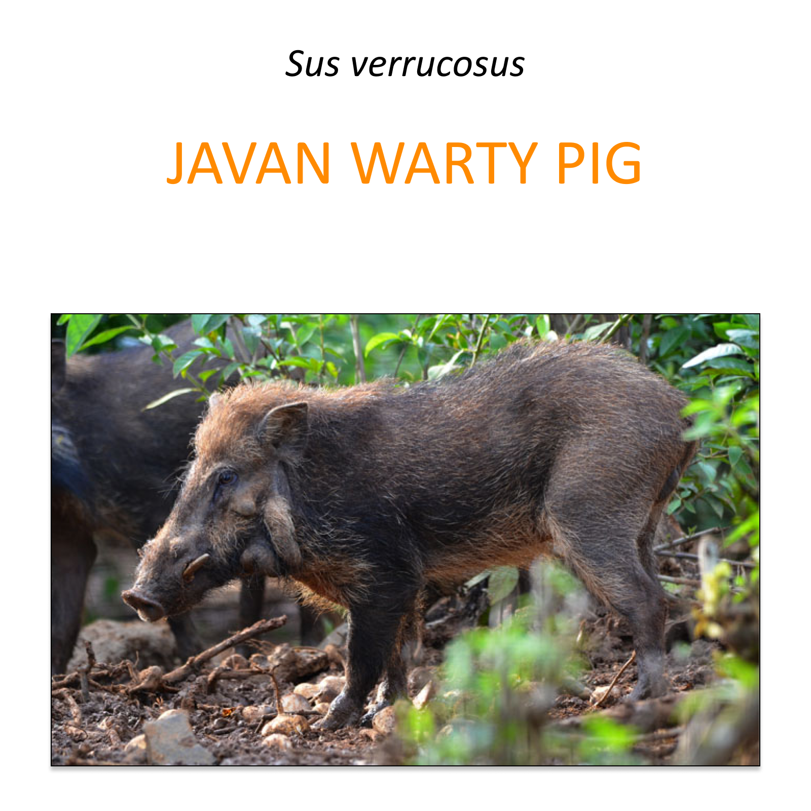 Javan warty pig conservation program