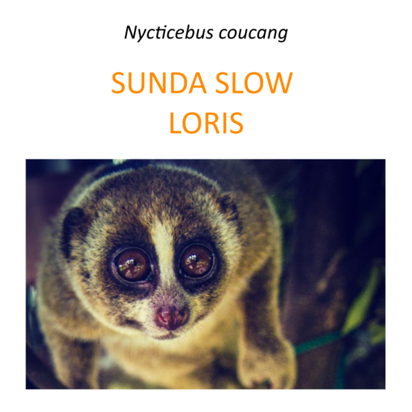 Sunda slow loris rescue program