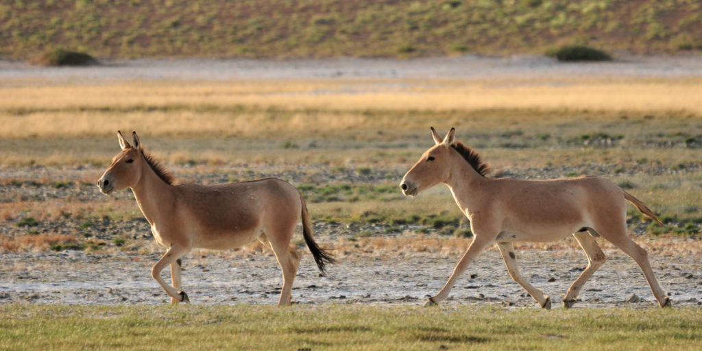 Kułany zamieszkują dziś tylko ułamek ich pierwotnego obszaru występowania. fot. Petra Kaczensky