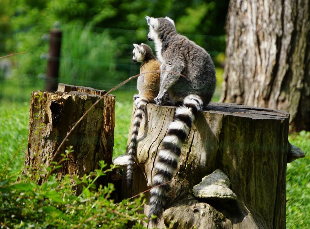 Lemur katta z młodym na wybiegu w Zoo Wrocław