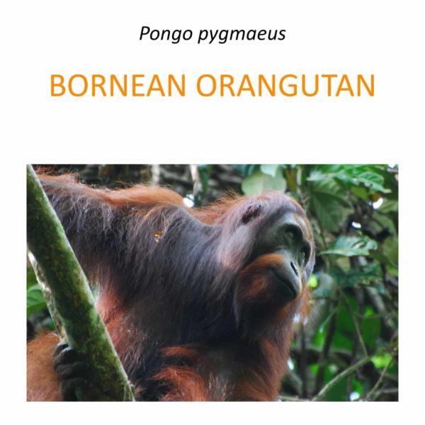 Bornean orangutans protection programme