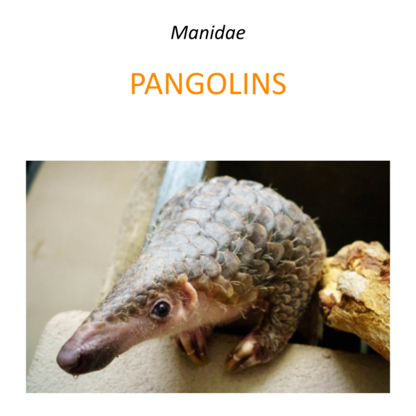 Rescuing confiscated pangolins