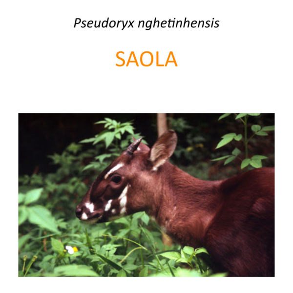 Saola protection program