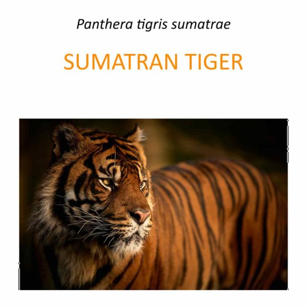 Sumatran tiger conservation project