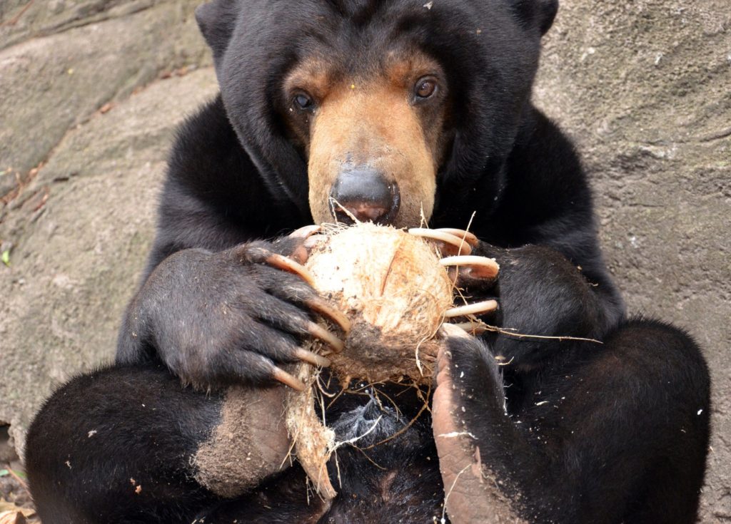 Niedźwiedź malajski jedzący kokosa. fot. Free the Bears
