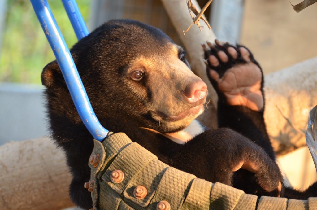 Młody niedźwiedź malajski w hamaku. fot. Free the Bears