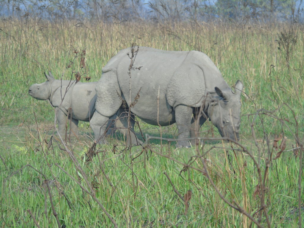 Samica nosorożca indyjskiego z młodym w Parku Narodowym Manas