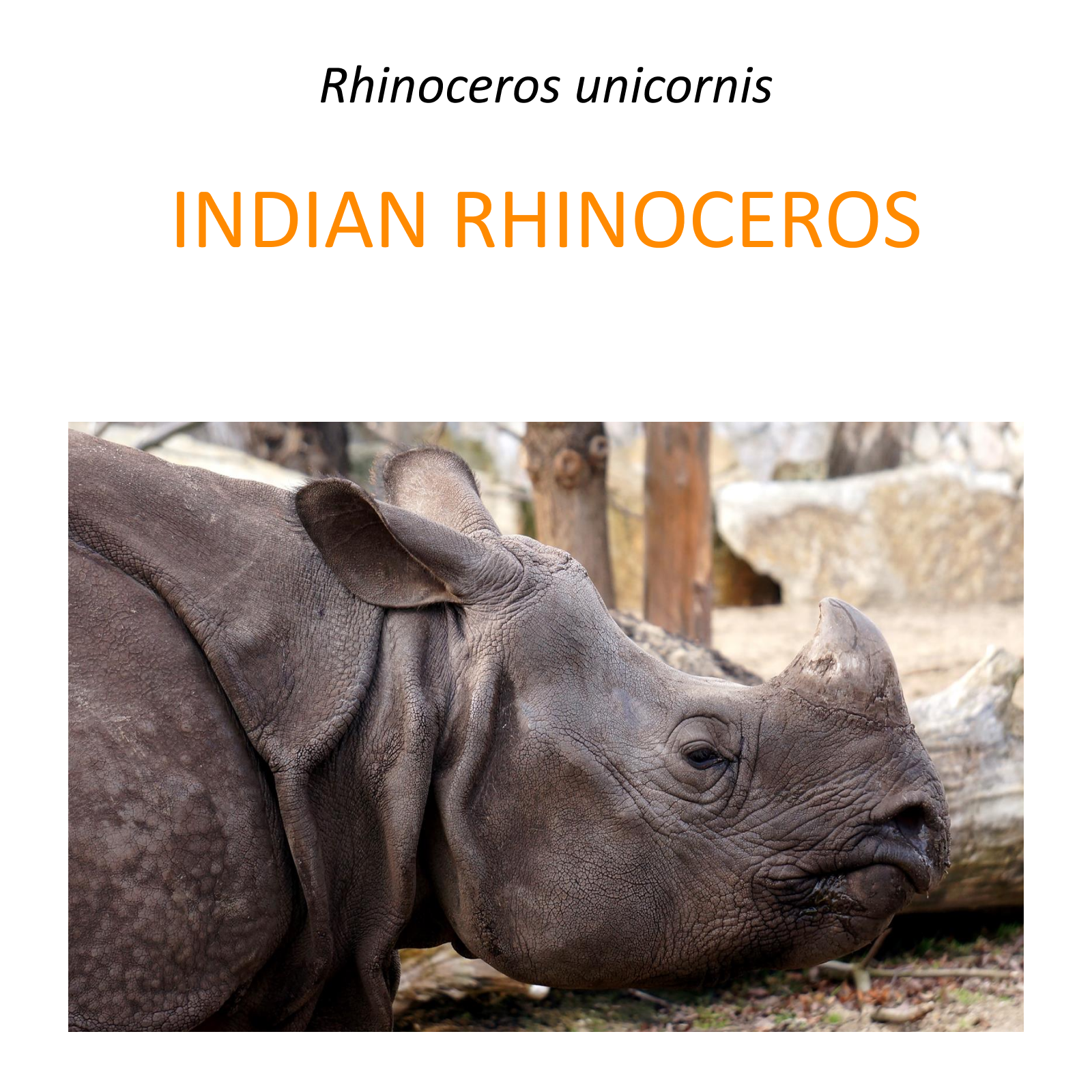 Indian rhino conservation program