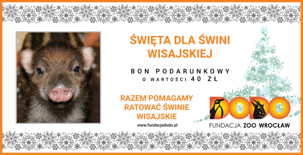 Kup bon podarunkowy dla swini wisajskiej