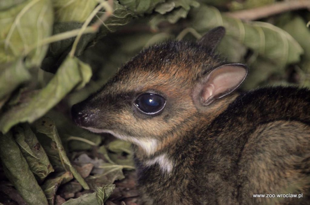 Młody kanczyl filipiński (Tragulus nigricans) urodzony w Zoo Wrocław