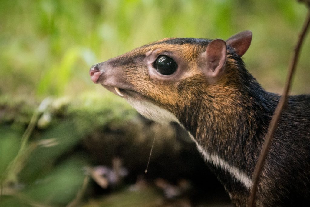 Samiec kanczyla filipińskiego (Tragulus nigricans) w Zoo Wrocław