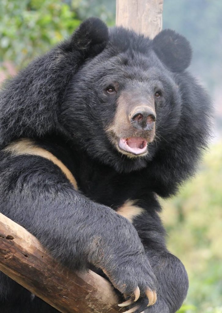 Niedźwiedź himalajski. fot. Free the Bears