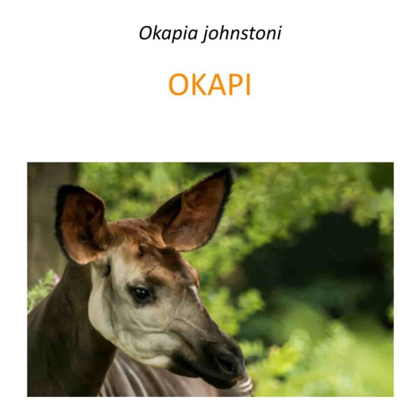 Program ochrony okapi