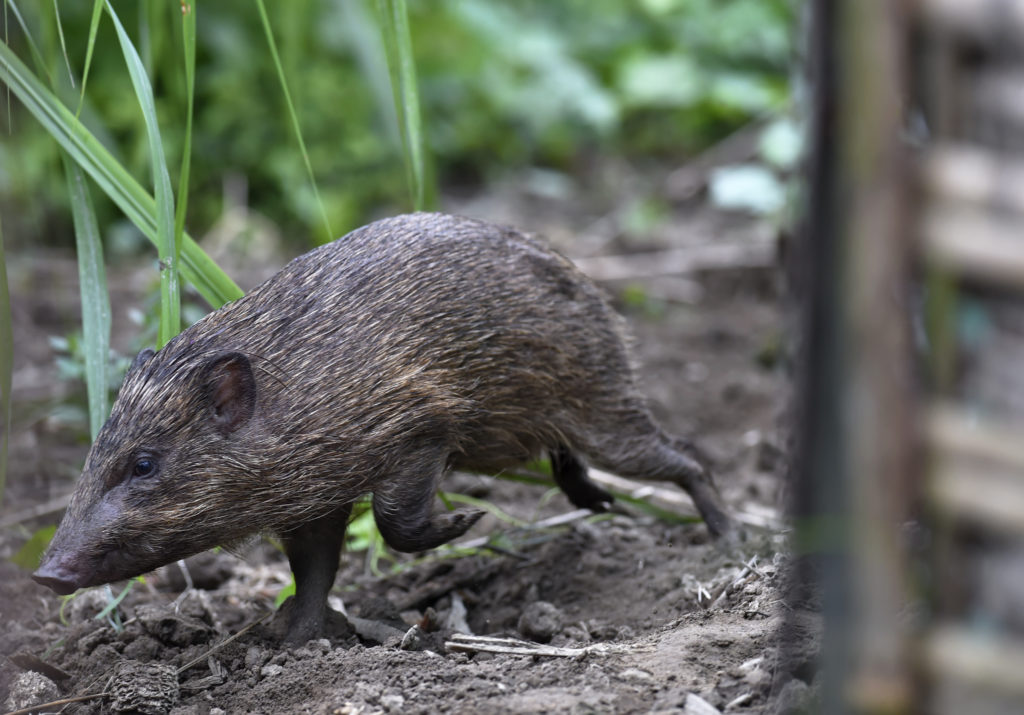 Biegnąca świneczka karłowata w zagrodzie w Pygmy Hog Conservation Programme. fot. Craig Jones