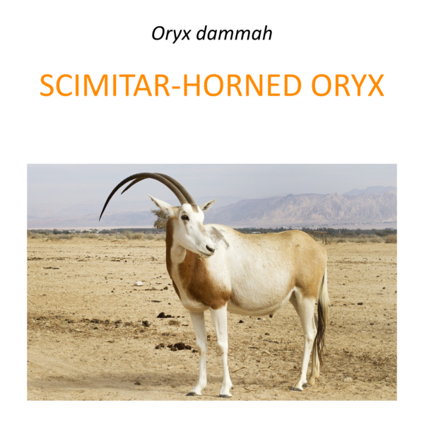 Scimitar-horned oryx 