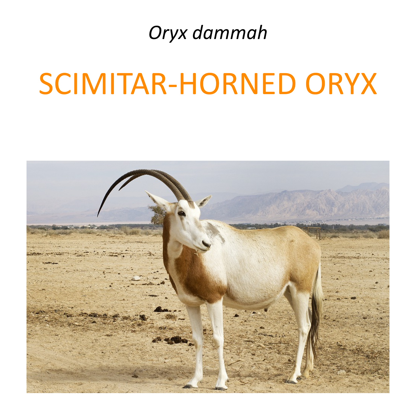 Scimitar-horned oryx
