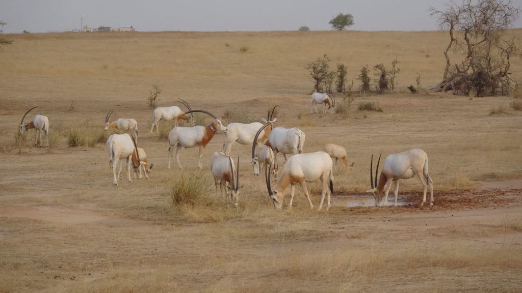 Stado oryksów szablorogich na wolności. fot. Sahara Conservation Fund