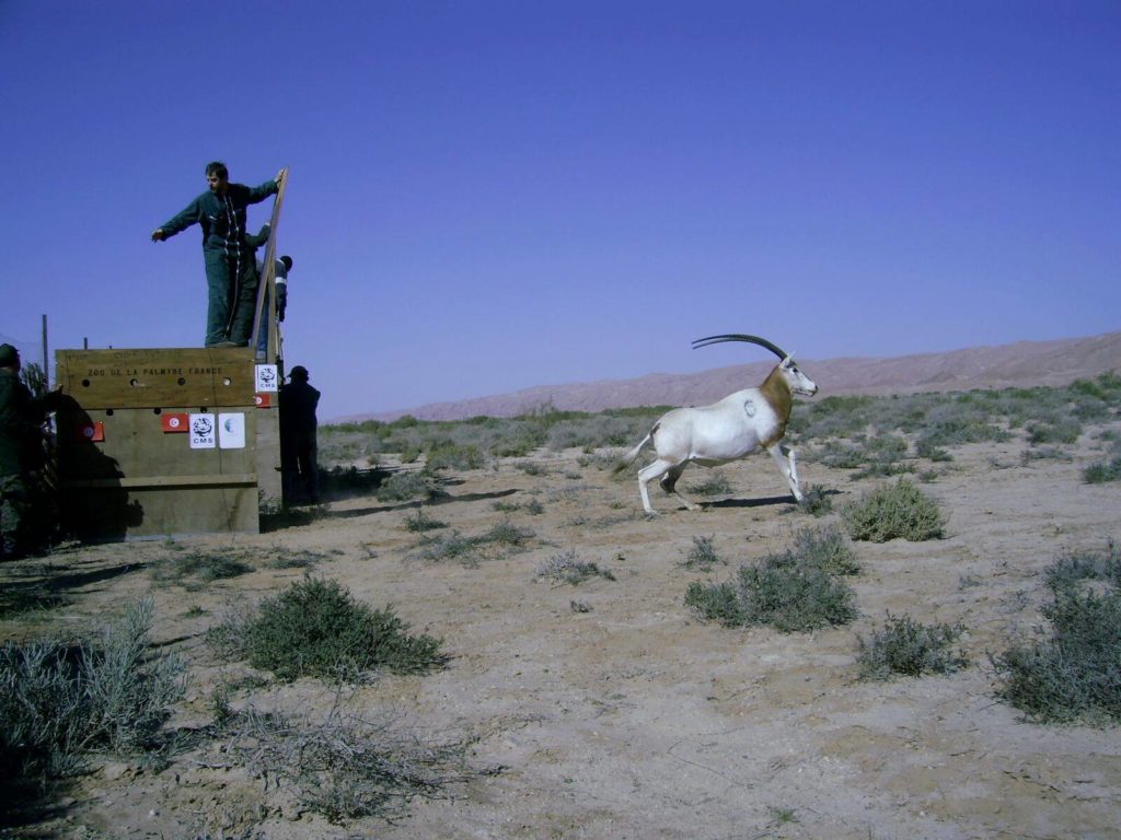 Reintrodukcja oryksa szablorogiego w Tunezji. fot. Marwell Wildlife