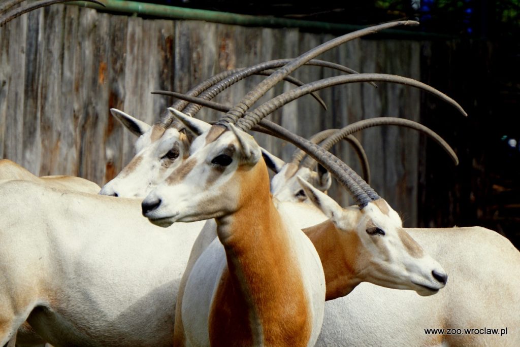 Oryksy szablorogie w Zoo Wrocław