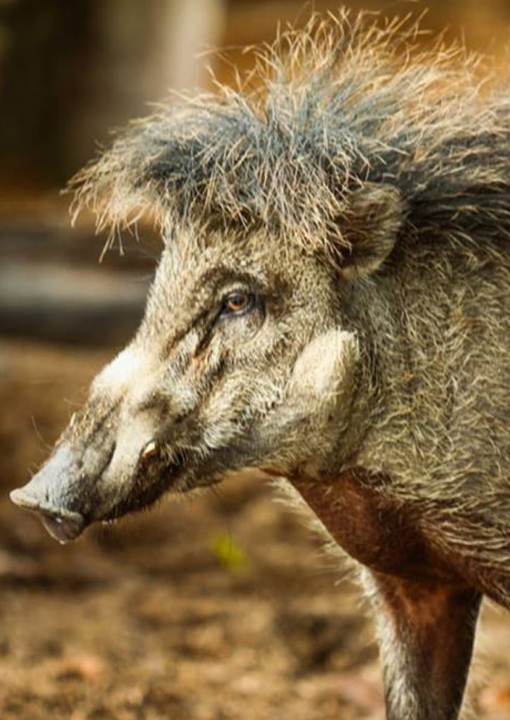Portret świni wisajskiej. fot. Talarak Foundation Inc.