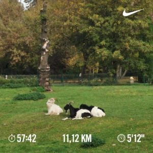 Wild Run 2020 trasa 10km zaliczona w Katowicach. fot. Ola Duży