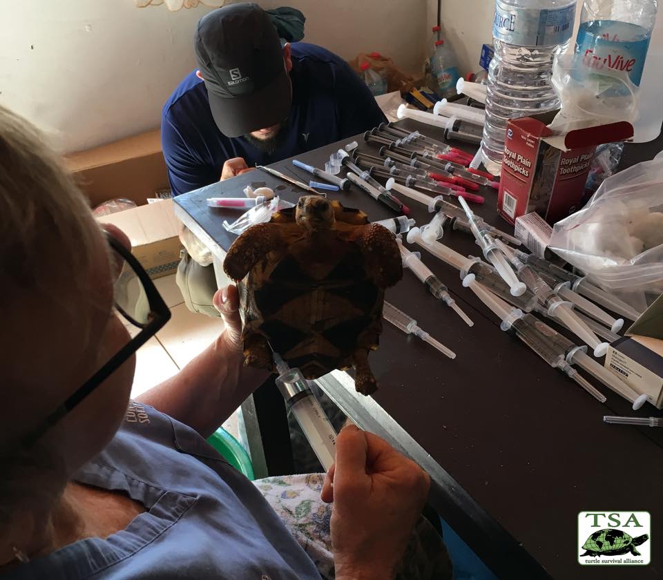 Leczenie skonfiskowanych żółwi promienistych. fot. Turtle Survival Alliance