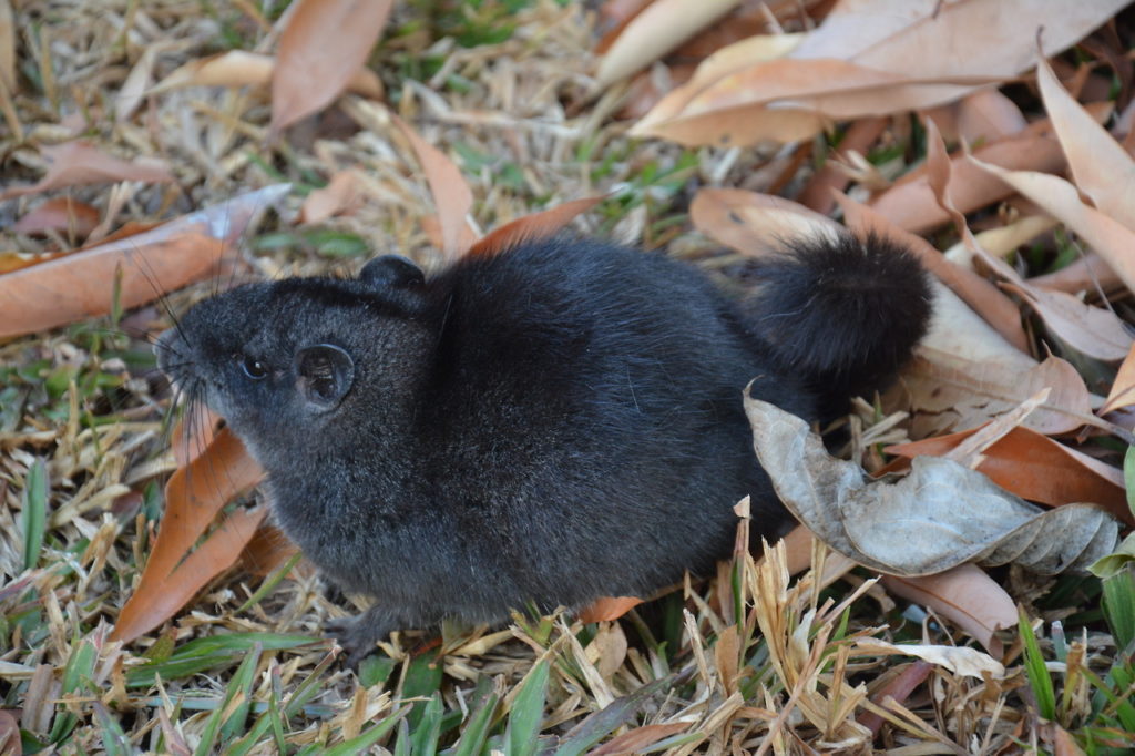 Laotański szczur skalny