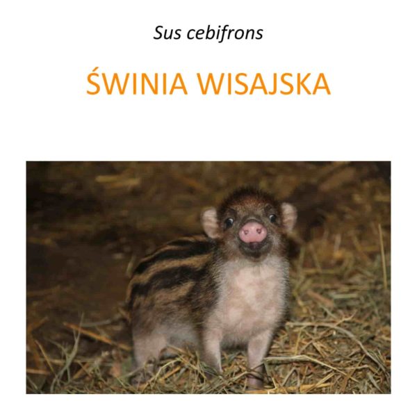 Program ochrony świni wisajskiej
