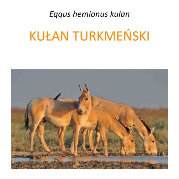 Projekt translokacji kułanów turkmeńskich w Kazachstanie