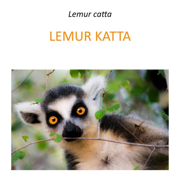 Projekt ratowania lemurów katta