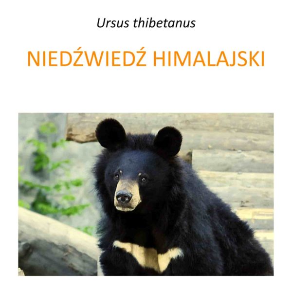 Program ratowania niedźwiedzi himalajskich