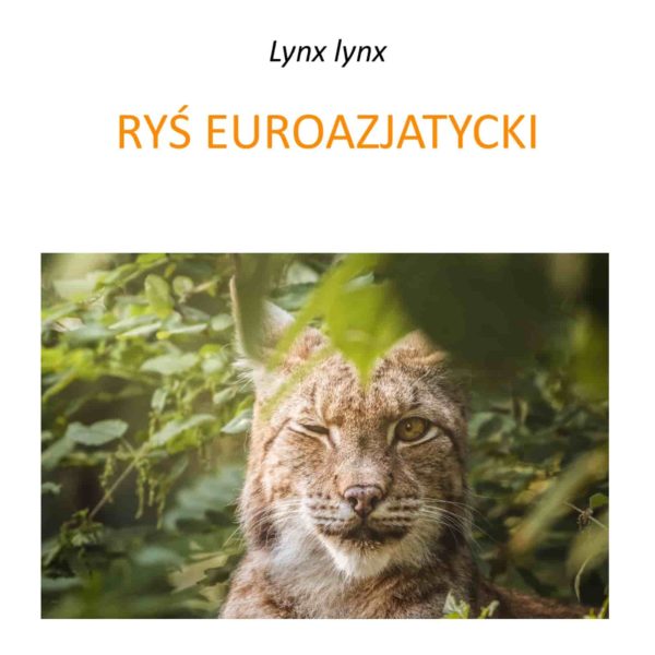 Program ochrony rysi w Polsce