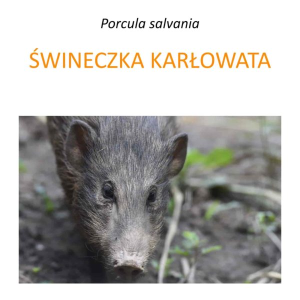 Program ochrony świneczki karłowatej