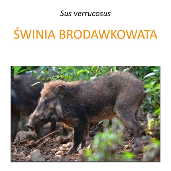 Program ochrony i hodowli świni brodawkowatej