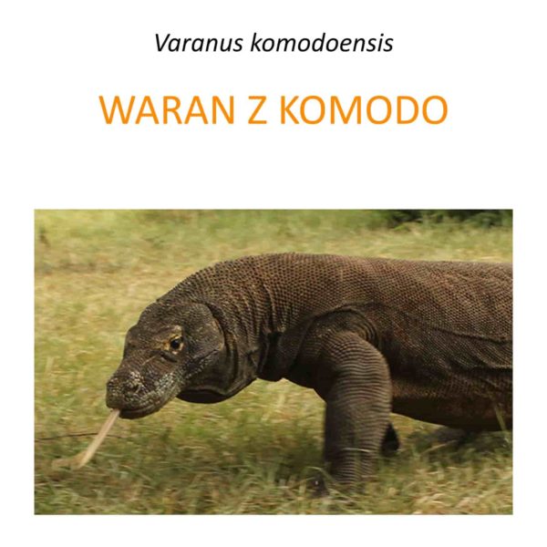 Program ochrony warana z Komodo
