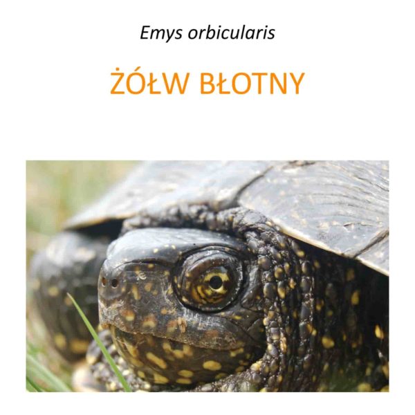 Program ochrony żółwi błotnych w Wielkopolsce