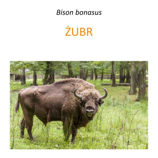 Program ochrony żubrów