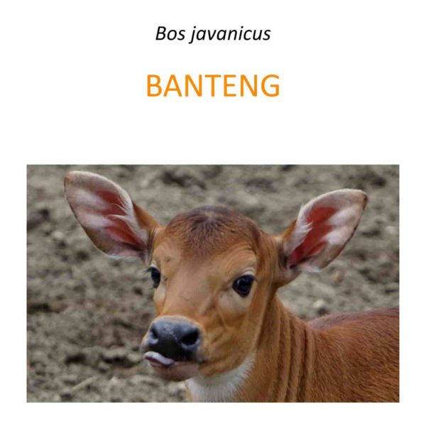 Program ochrony bantengów na Jawie