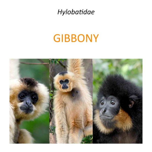 Projekt ratowania i ochrony gibbonów